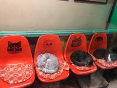 -猫咪博物馆(顶澳仔猫街店)