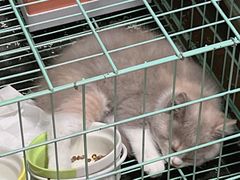 -屋虎猫馆(宝安大仟里店)