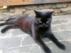-喵屿·大理花园猫咖