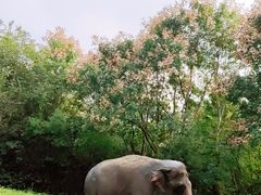 -合肥野生动物园