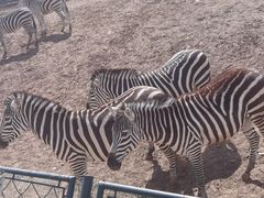 -沈阳森林动物园