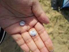 -碧海金沙