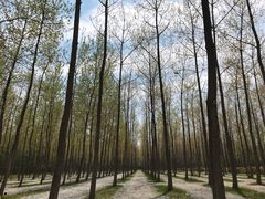 -黄海国家森林公园