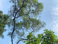 -深圳仙湖植物园