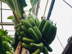 -北京呀路古热带植物园