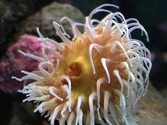 -西雅图水族馆