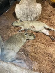 -Zoolung Zoolung动物主题公园(海信广场店)