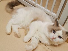 -猫在这儿猫咪咖啡馆·撸猫馆