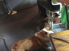 百好乐比萨-百好乐宠物友好餐厅(朝外大街店)