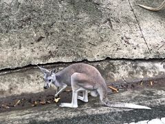 -清迈夜间动物园