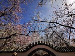 -桃花堤公园