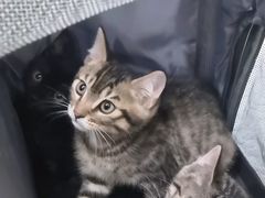 -瑞鹏宠物医院犬猫全科(真大分院)