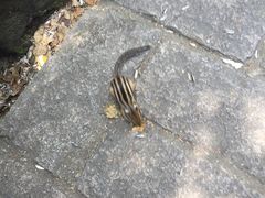 -五营红松林海景区