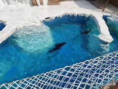 -秦皇岛乐岛海洋王国