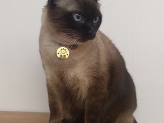 -有猫主题·治愈系猫咖(曾厝垵店)