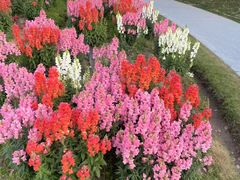 -春花秋色城市公园