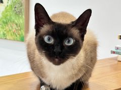 -有猫儿腻咖啡厅.猫咖