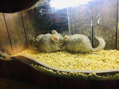 -萌宠奇缘