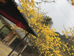 -南丹山森林王国