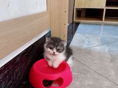 -有猫儿腻咖啡厅.猫咖