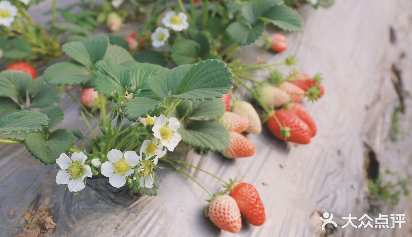 [糖果]今天的天气很适合摘草莓哦🍓