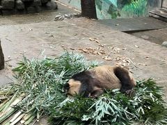 -中国大熊猫保护研究中心雅安碧峰峡基地