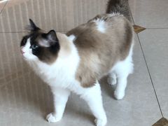 -Catmate·猫肥家润(金润铂宫店)