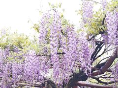 -嘉定紫藤园