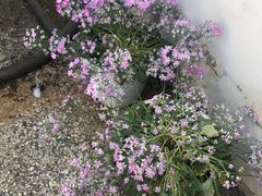 -浔岚云舍mist静谧观景美宿(丽江古城店)