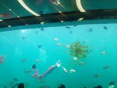 -瑞德姆美人鱼海底演艺主题餐厅(亚龙湾店)