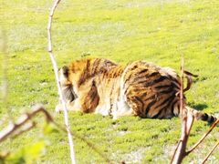 -沈阳森林动物园