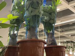 -宜家家居(哈尔滨商场店)