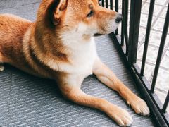 -柴源莊·柴小宠柴犬咖啡