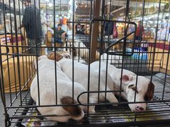 -尚泰清迈机场购物中心