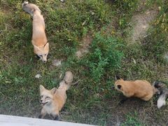 -五龙山野生动物王国