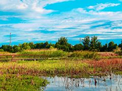 -白鹭湾湿地公园