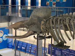 -上海海洋大学鱼文化博物馆(军工路校区)