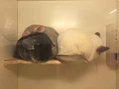 -龙猫仔乐园(惠福东路店)