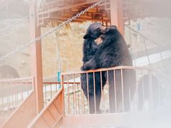 -栾川竹海野生动物园