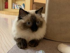 -猫和宫(六道口店)