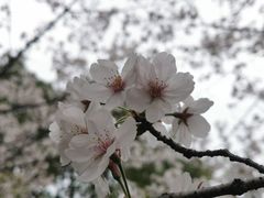 -高东镇樱花园