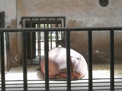 -石家庄市动物园