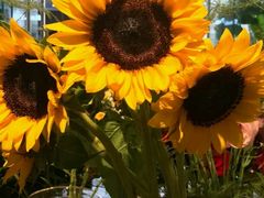 -植物学家的女儿(北马道巷店)