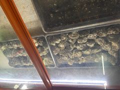 -土蚝·高压锅生蚝(百姓美食街店)
