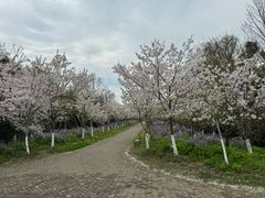 -上海海湾国家森林公园