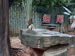 -深圳野生动物园