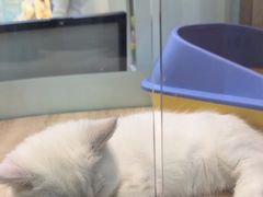 -BABIT巴比特宠物(MOMOPARK店)