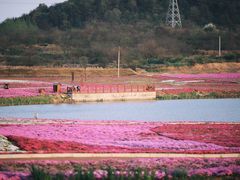 -巢湖姥山岛