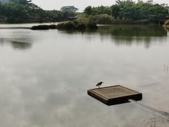 -福田红树林生态公园