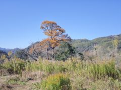 -四明山国家森林公园